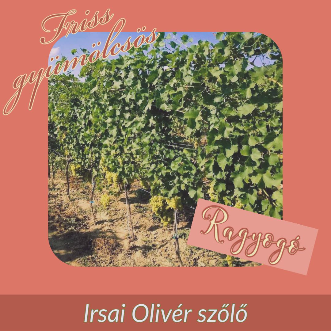 Irsai Olivér szőlő R2 ginhez